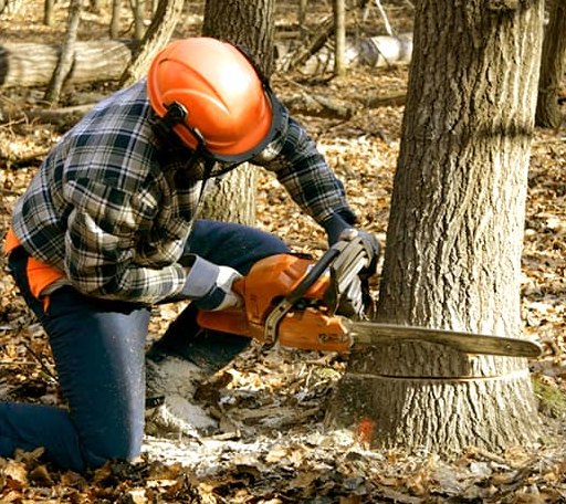Tree Removal in Amberg, WI